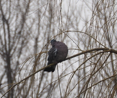 Columba palumbus