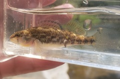 Etheostoma spectabile