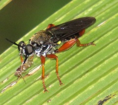 Storthyngomerus