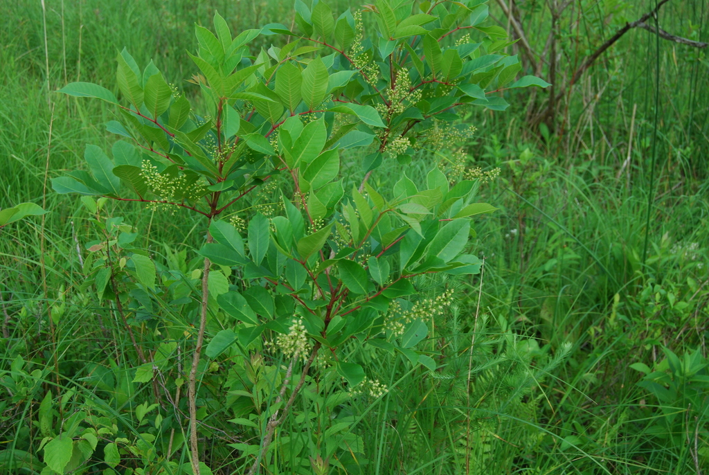 poison sumac in June 2021 by wetlandfan · iNaturalist