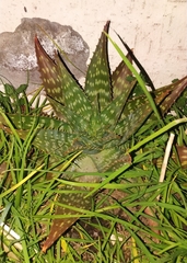 Aloe vera