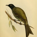 Chatham Bellbird - Photo (c) Biodiversity Heritage Library, some rights reserved (CC BY-NC-SA)
