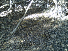 Turdus falcklandii magellanicus