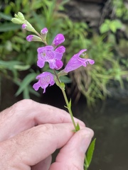 Physostegia purpurea