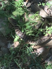 Elgaria multicarinata multicarinata