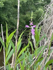 Physostegia purpurea