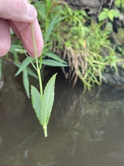 Physostegia purpurea