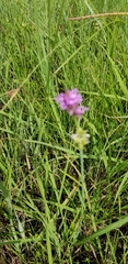 Polygala incarnata