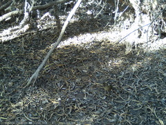 Turdus falcklandii magellanicus