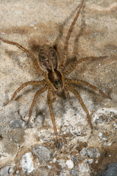 Pardosa agrestis