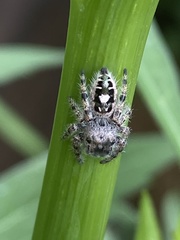 Phidippus putnami