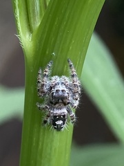 Phidippus putnami