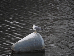 Larus canus