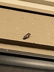 Homalodisca vitripennis