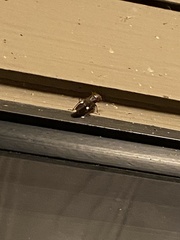 Homalodisca vitripennis