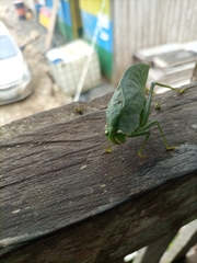 Tettigoniidae