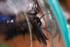 Tabanus