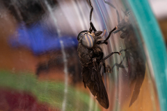 Tabanus