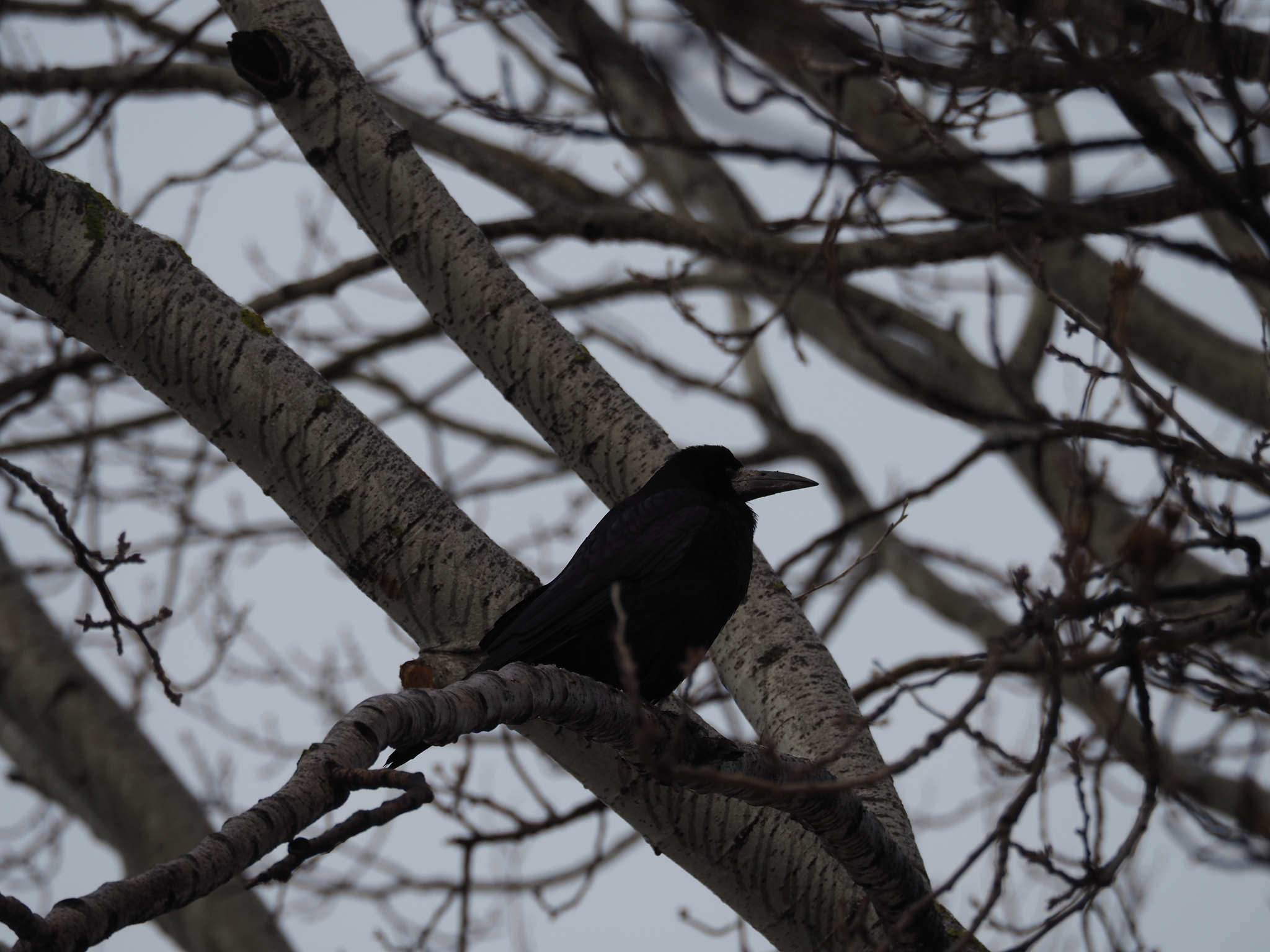 Rook