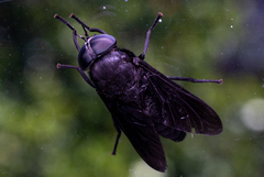 Tabanus