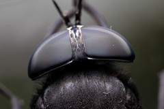 Tabanus