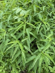 Urtica angustifolia