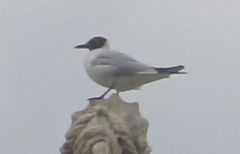 Chroicocephalus ridibundus