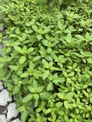Impatiens glandulifera