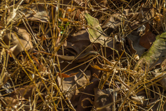 Eutropis carinata
