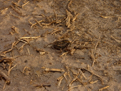 Physalaemus biligonigerus