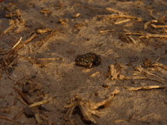 Physalaemus biligonigerus