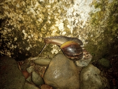 Lissachatina fulica