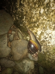 Lissachatina fulica