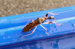 Myodocha serripes