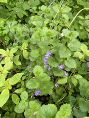 Glechoma hederacea