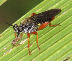 Storthyngomerus