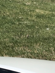 Urocitellus richardsonii