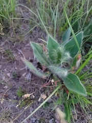 Hieracium longipilum