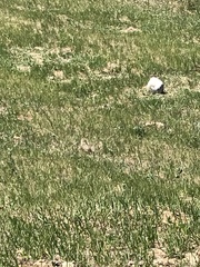 Urocitellus richardsonii