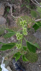Cissus tiliacea