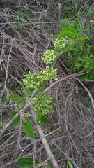 Cissus tiliacea