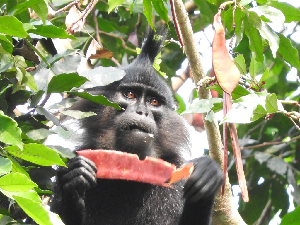 Black Crested Mangabey