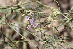 Astragalus gracilis