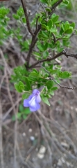 Salvia thymoides