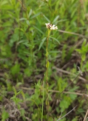 Arabis sagittata borealis