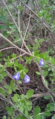 Salvia thymoides