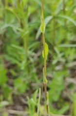Arabis sagittata borealis