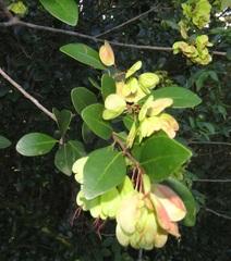 Hymenocardia ulmoides