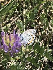 Plebejus melissa