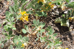 Acmispon decumbens